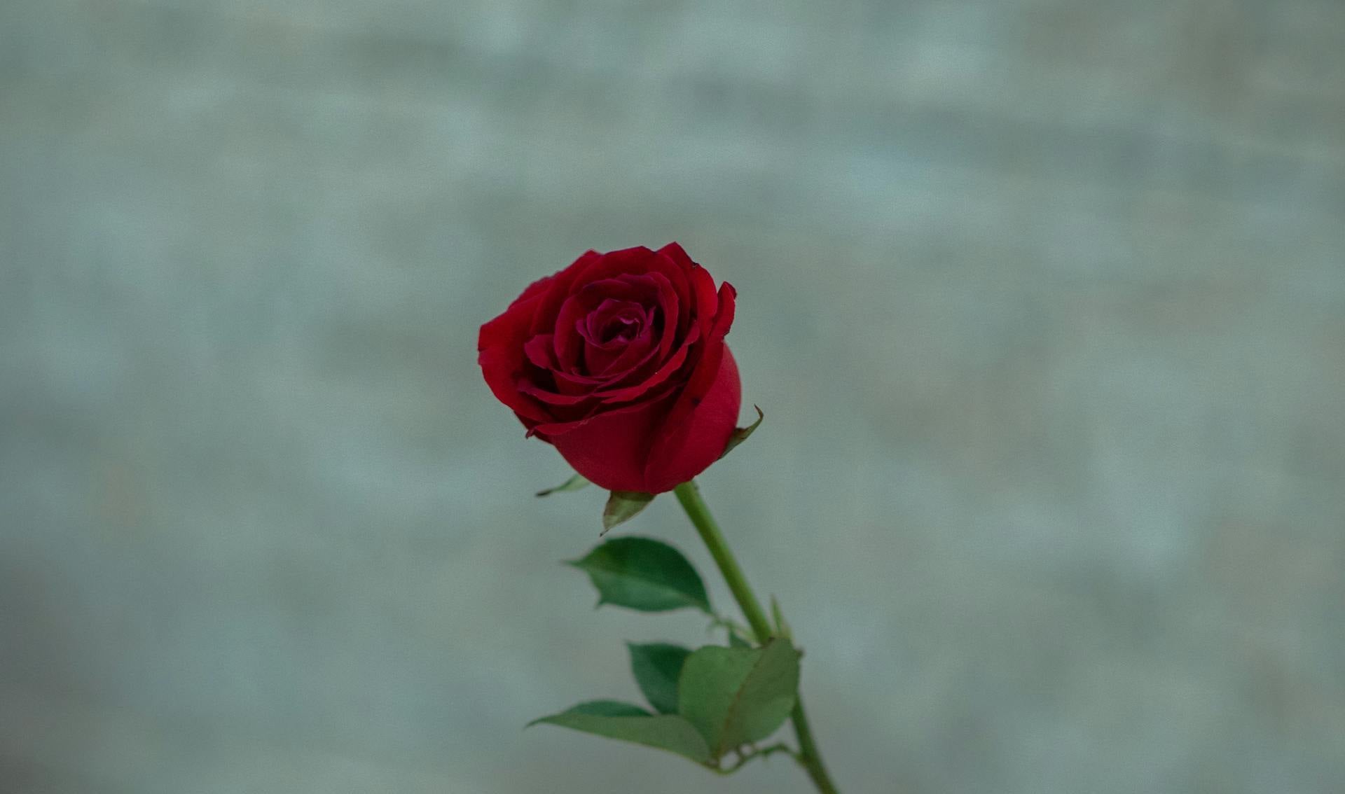 La discipline émotionnelle : la vraie clé d’un mindset puissant